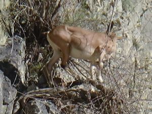 Yaban keçileri amatör kameralara yakalandı