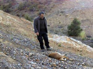 Erzurum'da 2 yavrulu dağ keçisini vuran 2 avcıya 18 bin lira ceza