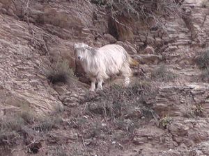 İtfaiye, dağda mahsur kalan keçiyi kurtardı