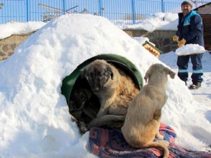 Barınaktaki hayvanlar 'Eskimo' usulü soğuktan korunuyor
