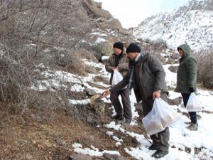 Ekip hasat ettikleri arpayı yaban hayat için serptiler