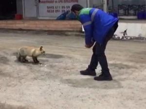 Aç kalan tilki benzin istasyonuna sığınarak karnını doyurdu