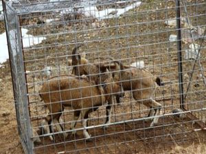 Erzurum'da GPS takılan yaban keçileri doğaya salındı