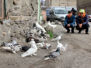 Erzurum'da otomobil fiyatına güvercin