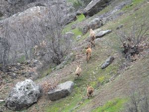 Yaban keçileri sürü halinde görüntülendi