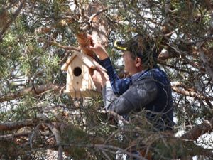 Ormanları böceklerden korumak için kuşlara yuva yaptılar