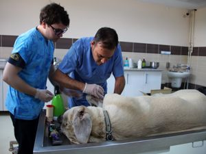 Hastalanan hayvanlar kendi hastanelerinde şifa buluyor