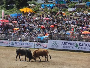 Bölgelerin şampiyon boğaları Artvin'de buluştu