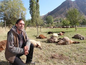 Erzurum'da kurtlar 40 koyunu telef etti