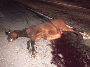 Bingöl'de başıboş atlar kazaya neden oldu: 4 yaralı
