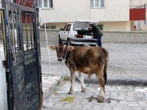 Erzurum'da hayvan hırsızlarına şok baskın