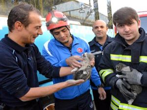 Erzurum'da otobüsün altına giren kediler kurtarıldı