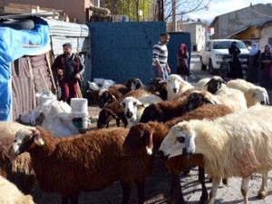 Erzurum'da ağıldan çıkan koyunları, kurtlar telef etti