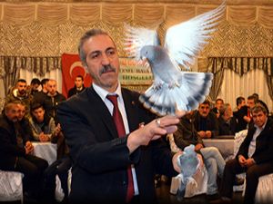 Erzurum'da taklacı güvercinler yarıştırıldı