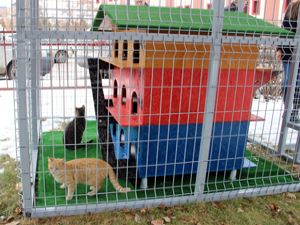 Erzurum'da kediler için 'barınma evi'