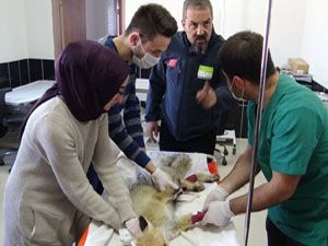 Trafik kazalarına maruz kalan yaban hayvanları Kars'ta tedavi ediliyor