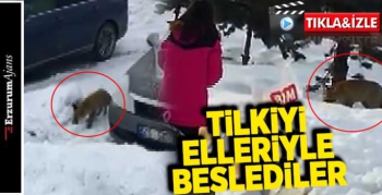 Aç kalan tilkiyi beslediler