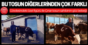 Ay-yıldızlı Çınar Tosun sahibinin gözdesi