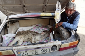 Buzağıyı otomobille veterinere yetiştirdi