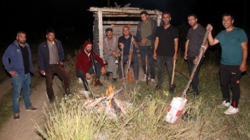 Oltu'da domuz nöbeti...