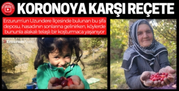 Şifa deposu kızılcıkta hasat vakti