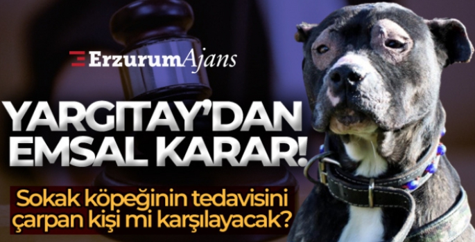 Kazada yaralanan sokak köpeğinin tedavisi için emsal karar