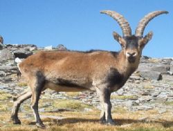 İspir'de dağ keçilerine GPRS takılacak!..
