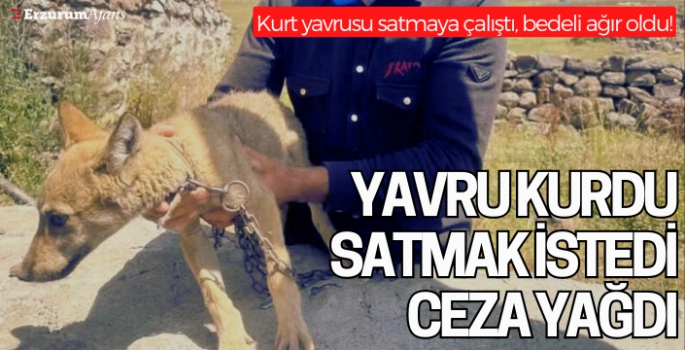 Kurt yavrusunu satmak isteyen şahsa para cezası