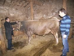 Erzurum'da Veteriner hekimlerin başarısı!..