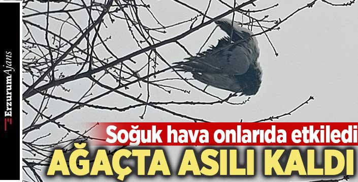 Ağaçta donan kuş asılı kaldı