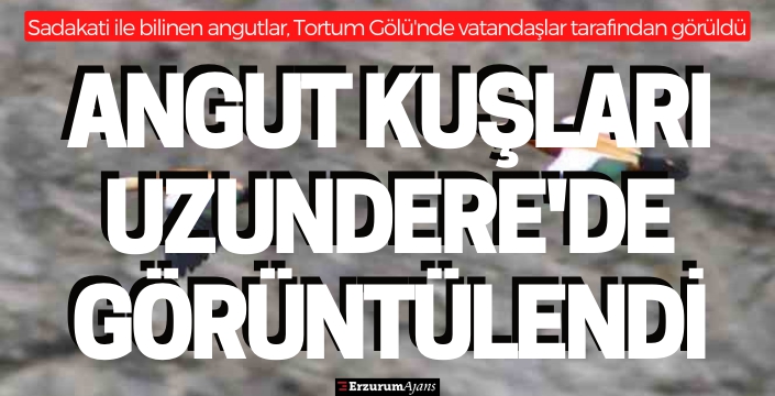 Angut kuşu vatandaşlar tarafından görüntülendi