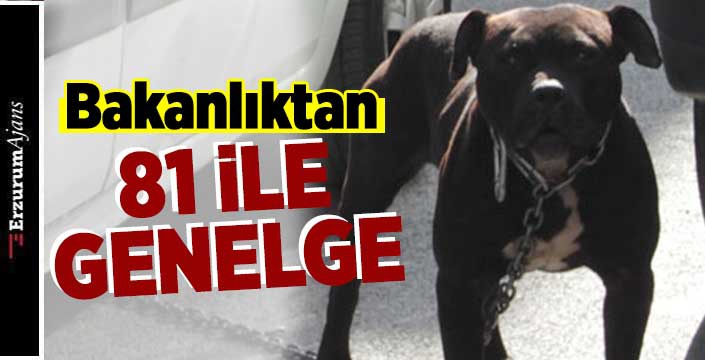 Bakanlıktan sahipsiz hayvanlarla ilgili genelge