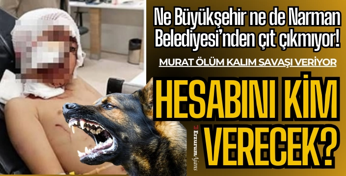 Belediyeler sus pus! Köpekleri kim toplayacak?