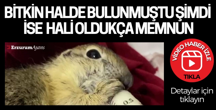  Bitkin halde bulunan yavru Anadolu yer sincabı şırıngayla besleniyor