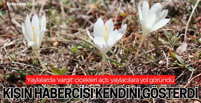 Bu çiçekler yaylalardan 'vargit' diyor