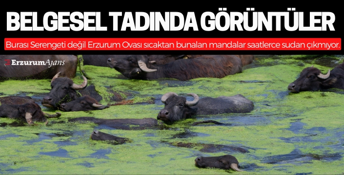 Burası Serengeti değil Erzurum Ovası