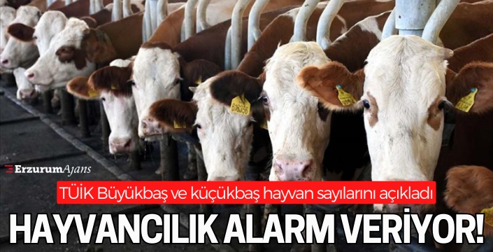 Büyükbaş ve küçükbaş hayvan sayısında azalma yaşandı