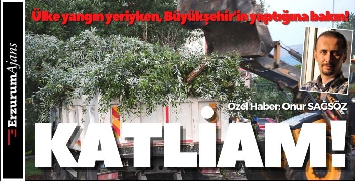 Büyükşehir'den ağaç katliamı!