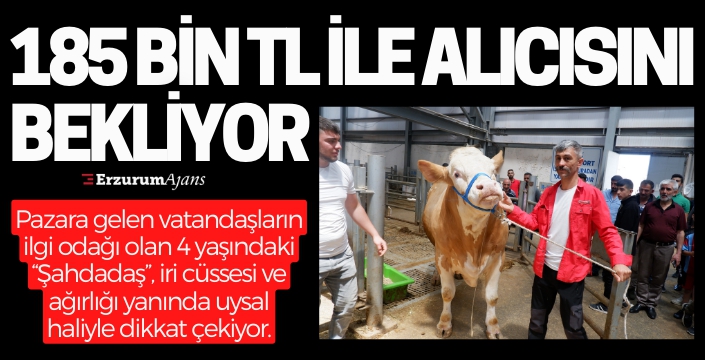Erzurum'da pazarın gözdesi; Şahdadaş