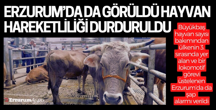 Erzurum'da şap alarmı, hayvan pazarları kapatıldı!