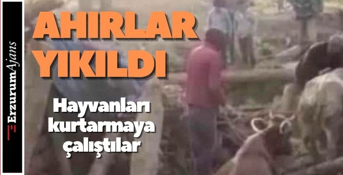 Hayvanları kurtarmak için seferber oldular