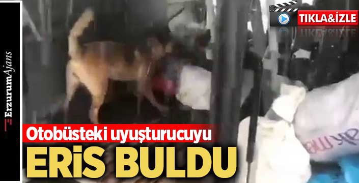 Narkotik köpeği Eris'den uyuşturucuya geçit yok