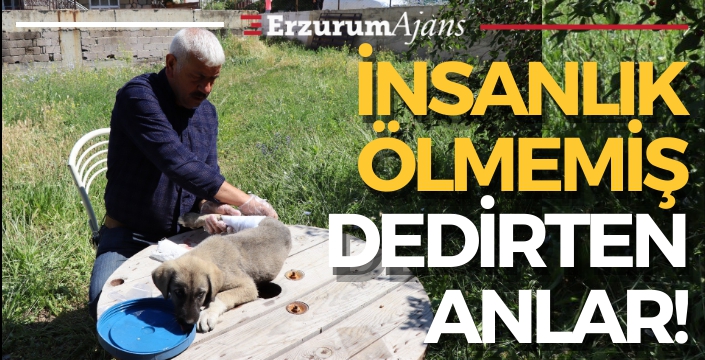 Otomobilin çarptığı yavru köpeğe vatandaş sahip çıktı