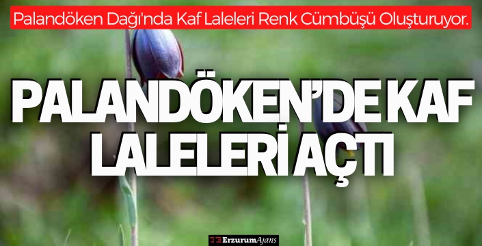 Palandöken'de Kaf Laleleri açtı