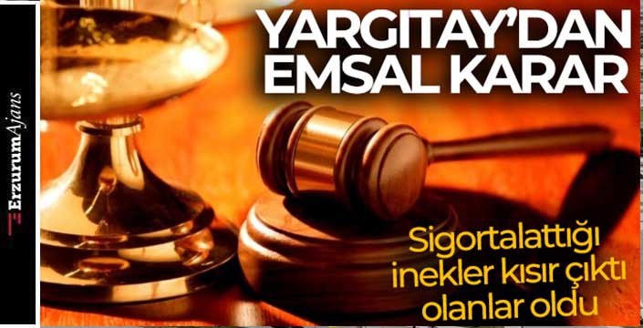 Sigortalattığı inekler kısır çıktı, olanlar oldu