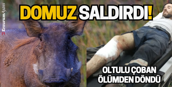 Yaban domuzu çobanın bacağını parçaladı