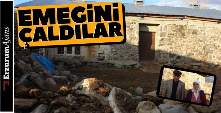 Yaşlı adamın 9 büyükbaş hayvanı çalındı!